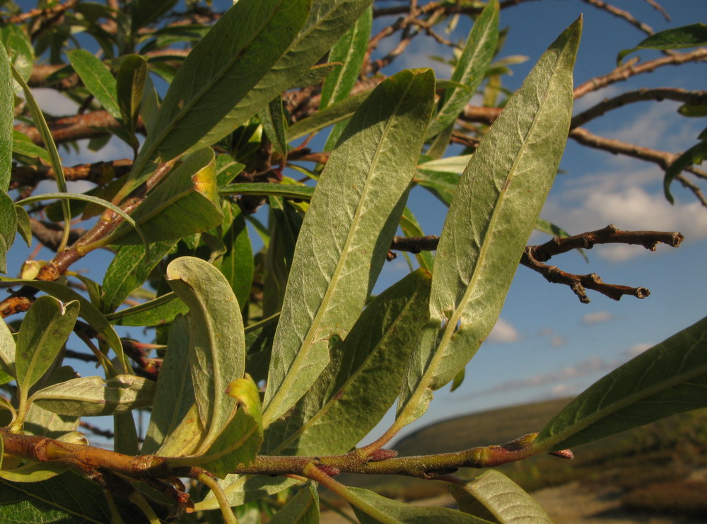 Image of Salix sajanensis specimen.