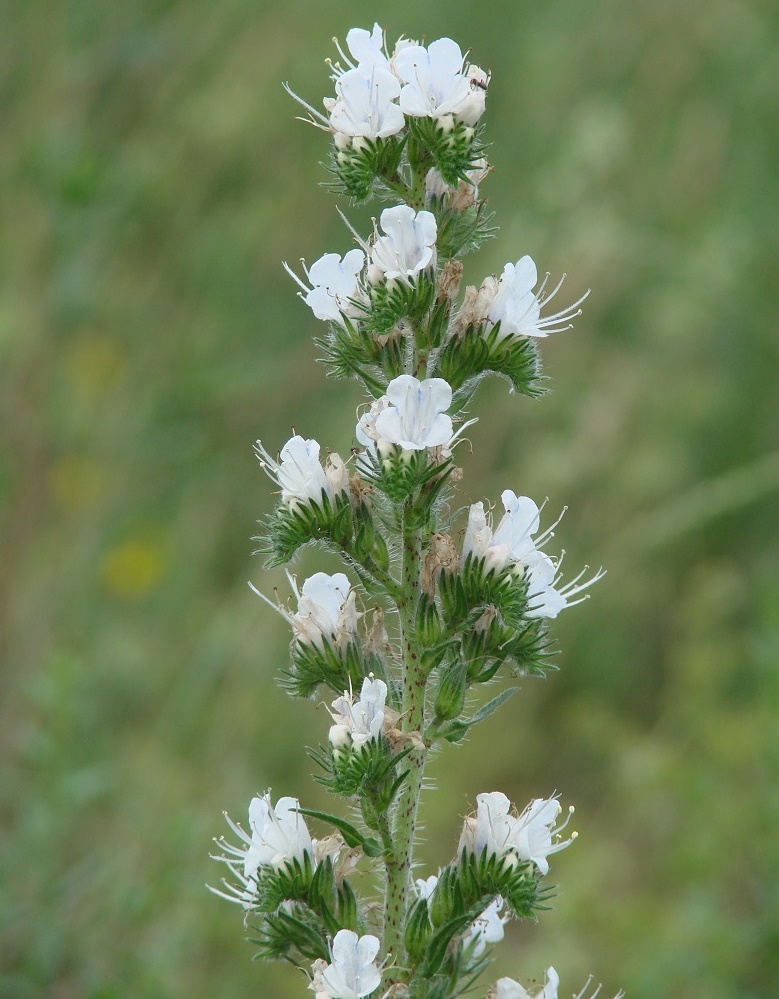 Изображение особи Echium vulgare.