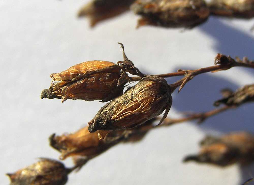 Image of Hypericum elegans specimen.