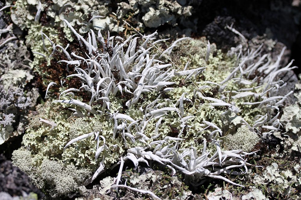 Изображение особи Thamnolia vermicularis.