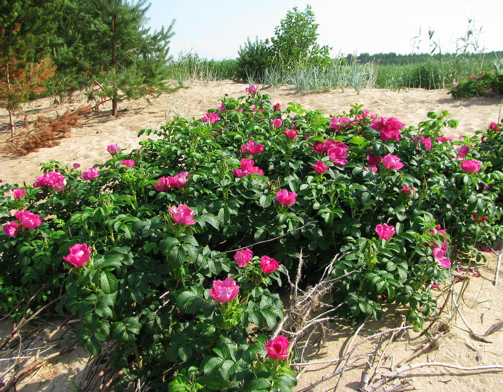 Image of Rosa rugosa specimen.