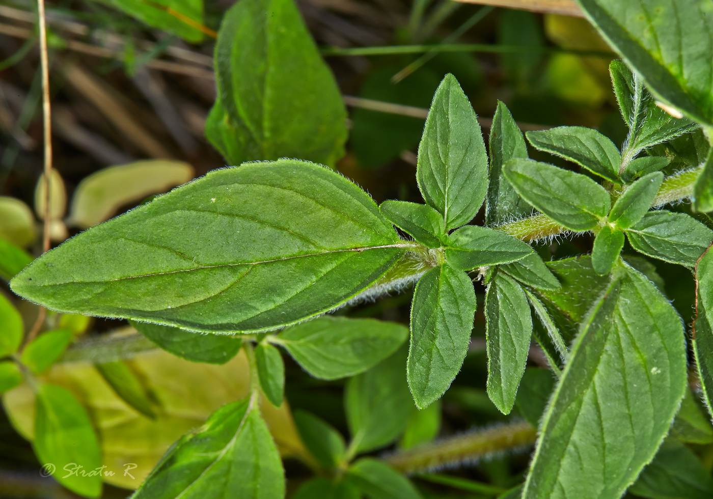 Изображение особи Origanum vulgare.