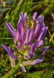 Astragalus onobrychis