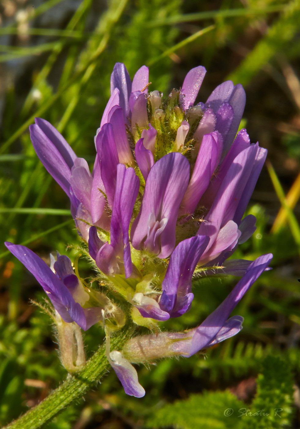 Image of Astragalus onobrychis specimen.