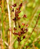 Juncus articulatus