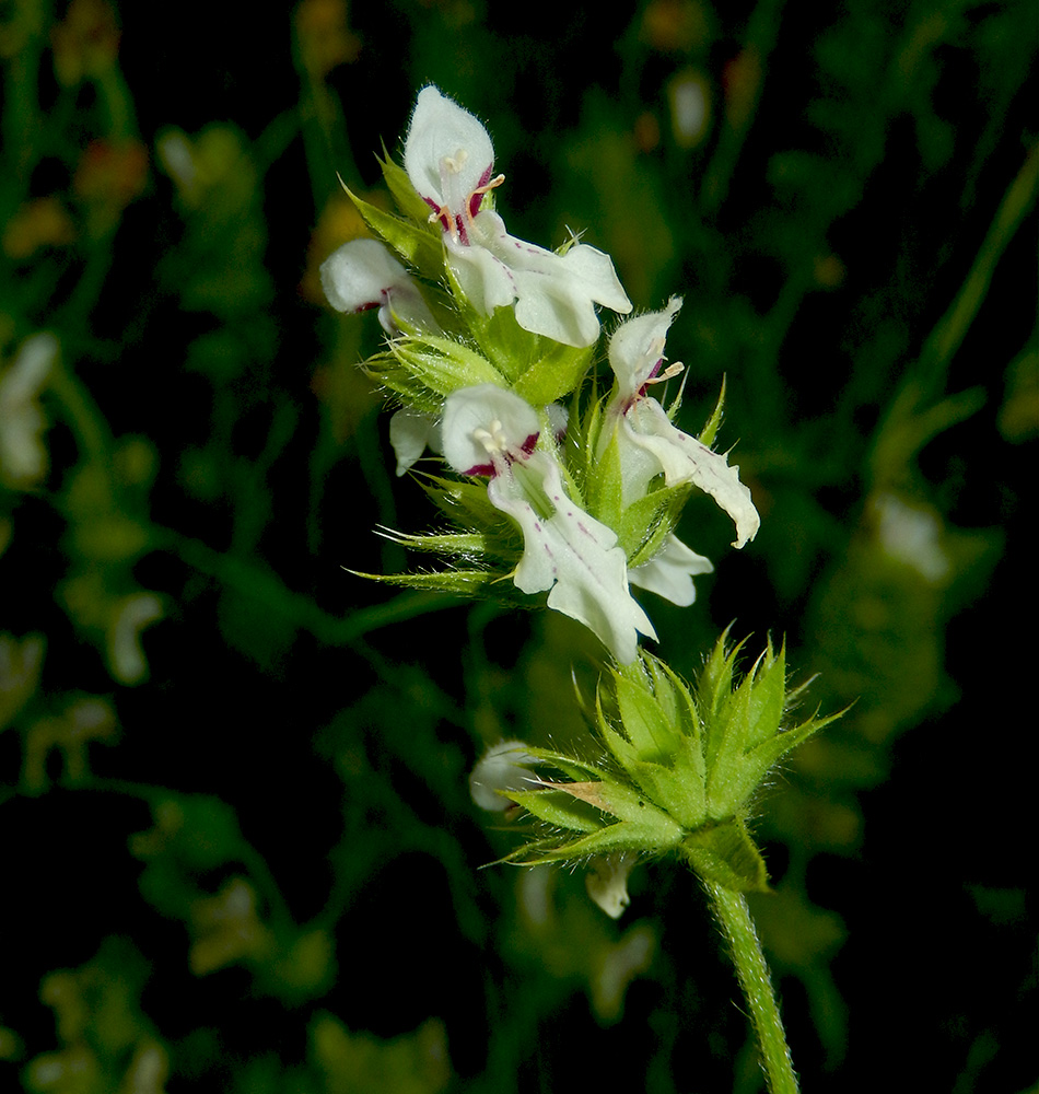 Image of Stachys atherocalyx specimen.