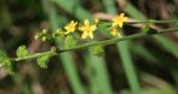 Agrimonia viscidula