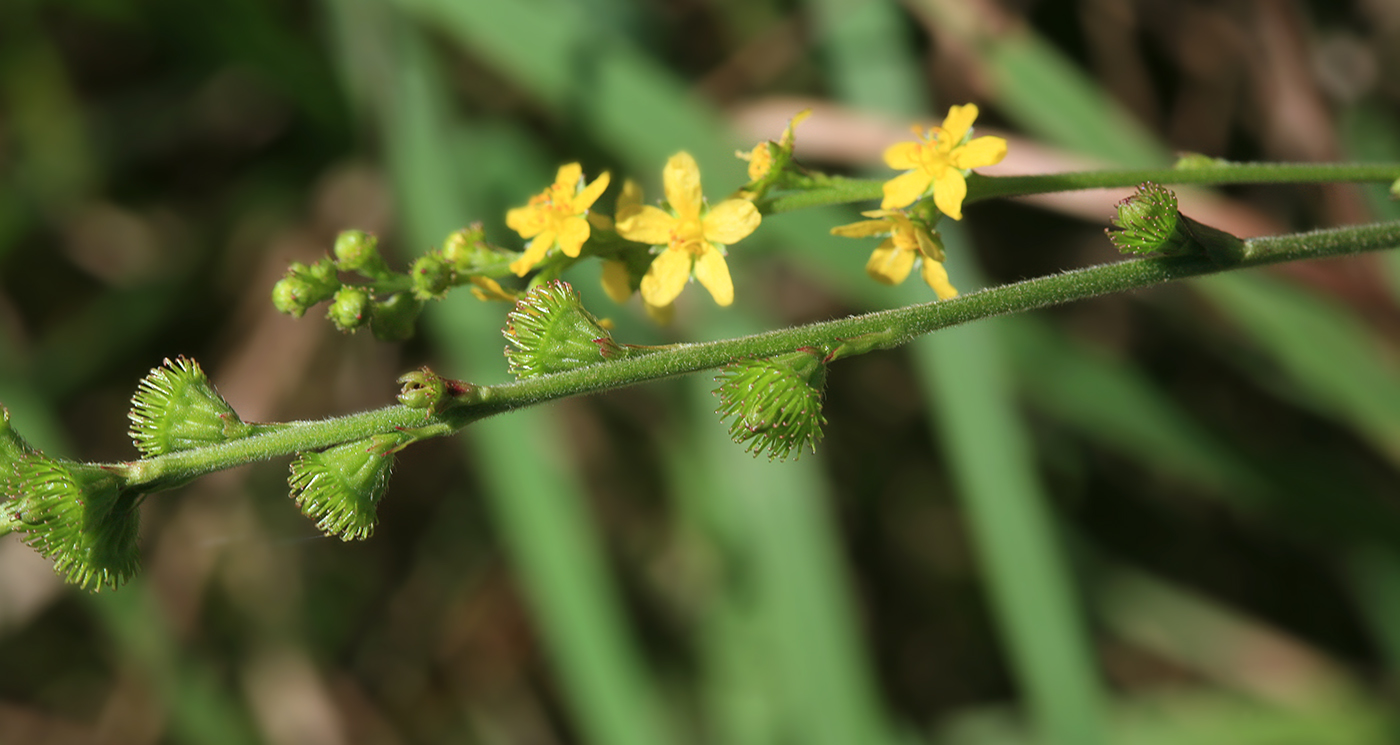 Изображение особи Agrimonia viscidula.