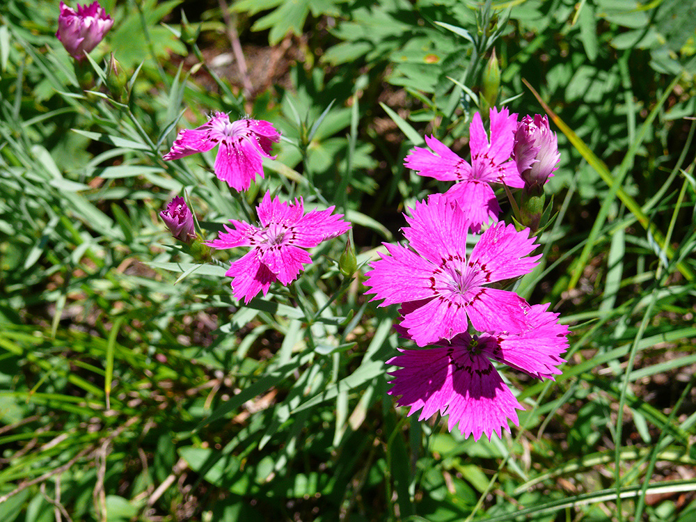 Изображение особи Dianthus versicolor.
