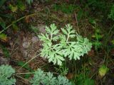 Artemisia absinthium. Лист. Ульяновская обл., Инзенский р-н, окр. с. Валгуссы, берёзово-дубовое редколесье по верху мергелисто-мелового склона. 5 августа 2016 г.