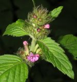 Clinopodium chinense