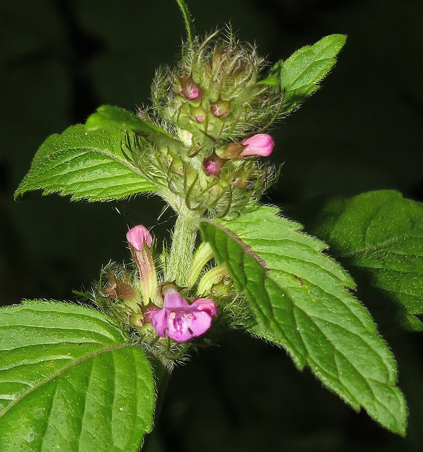 Image of Clinopodium chinense specimen.