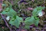 Stellaria bungeana