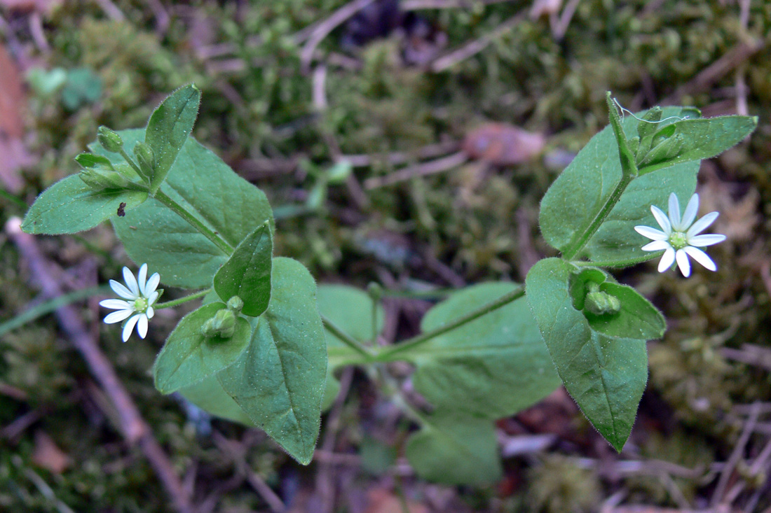 Image of Stellaria bungeana specimen.