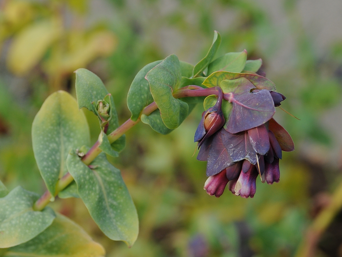 Image of Cerinthe major ssp. purpurascens specimen.