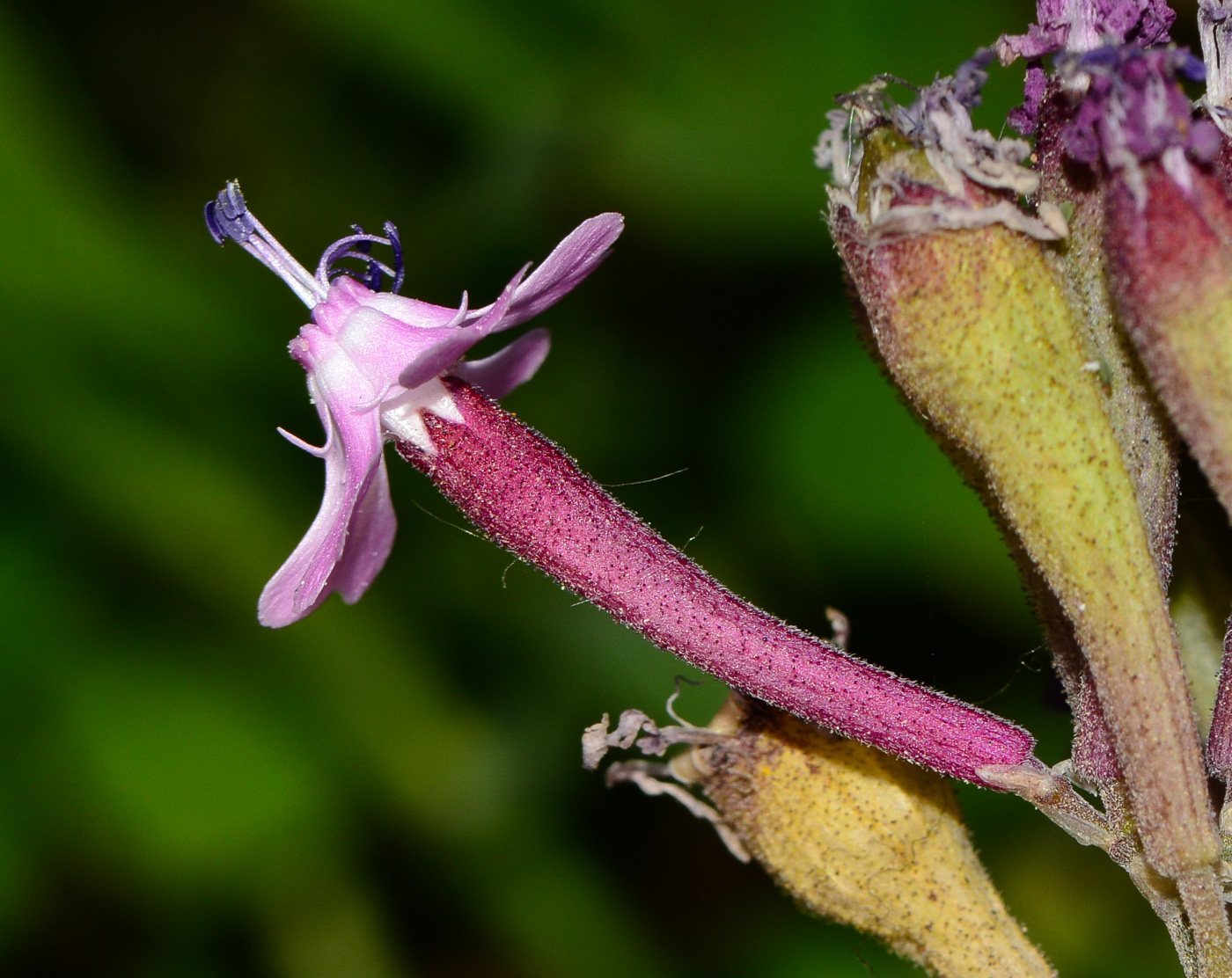 Image of Silene aegyptiaca specimen.