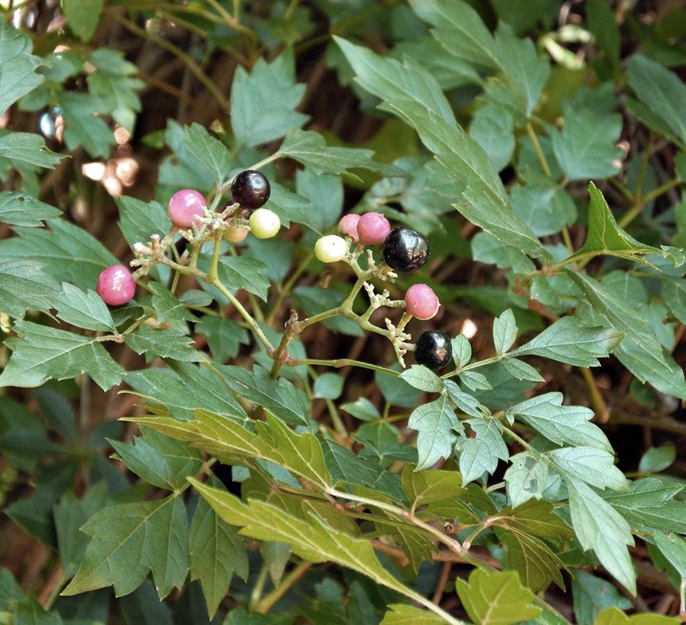 Image of Ampelopsis arborea specimen.