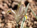 Juno capnoides