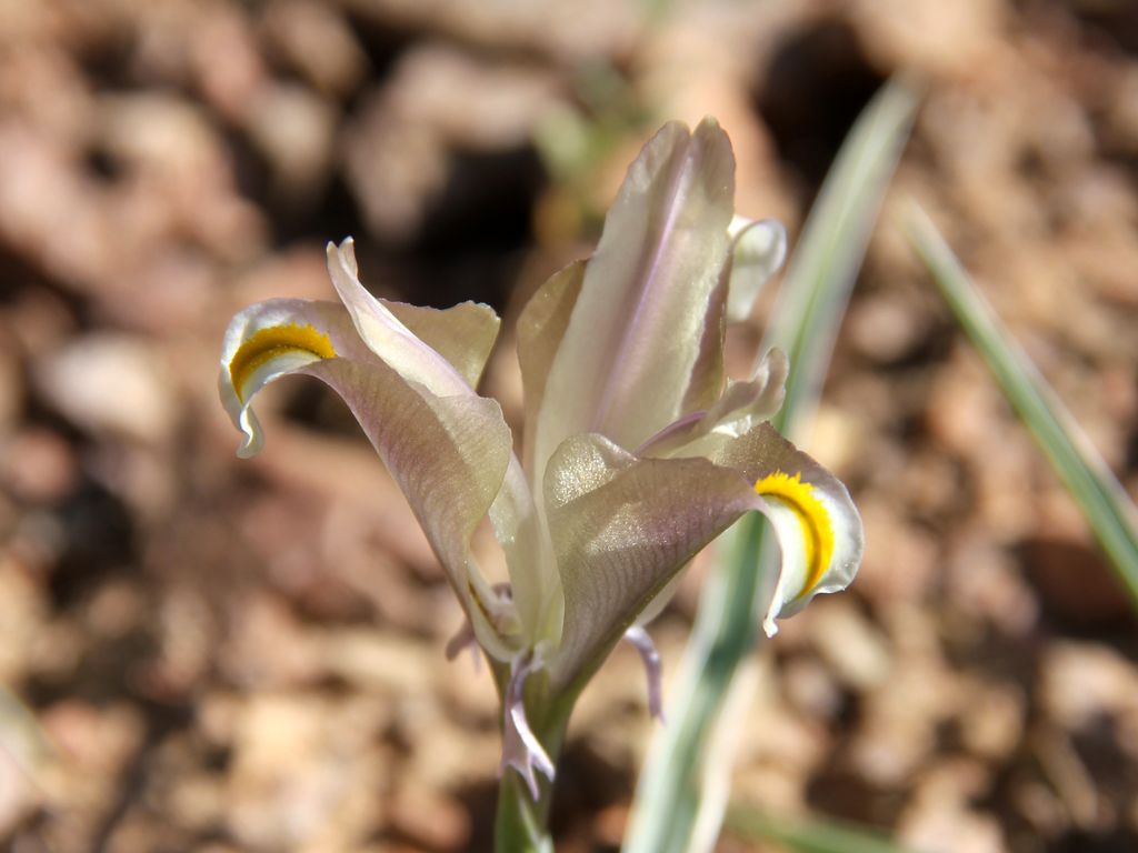 Image of Juno capnoides specimen.