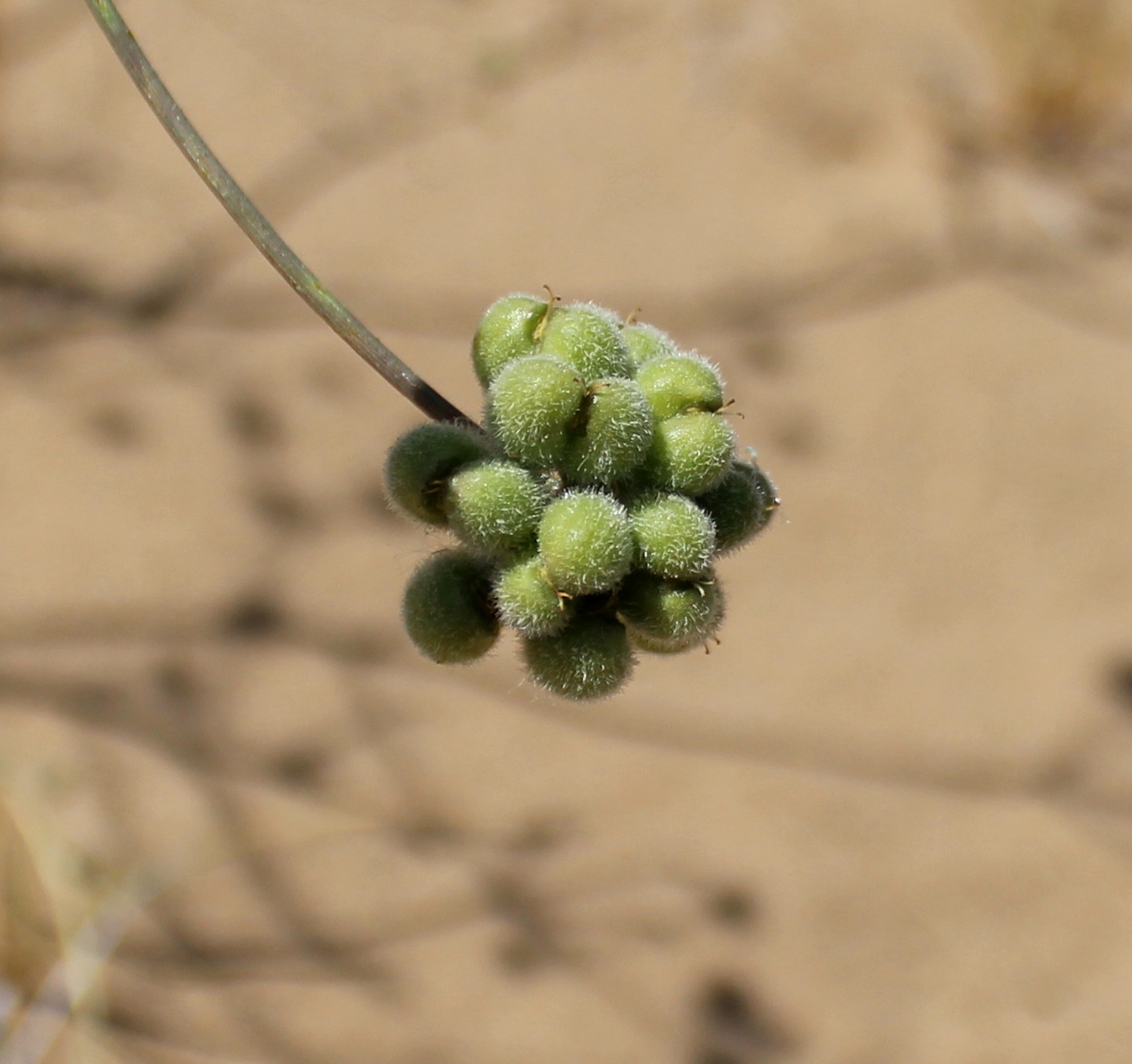 Изображение особи Prangos ammophila.