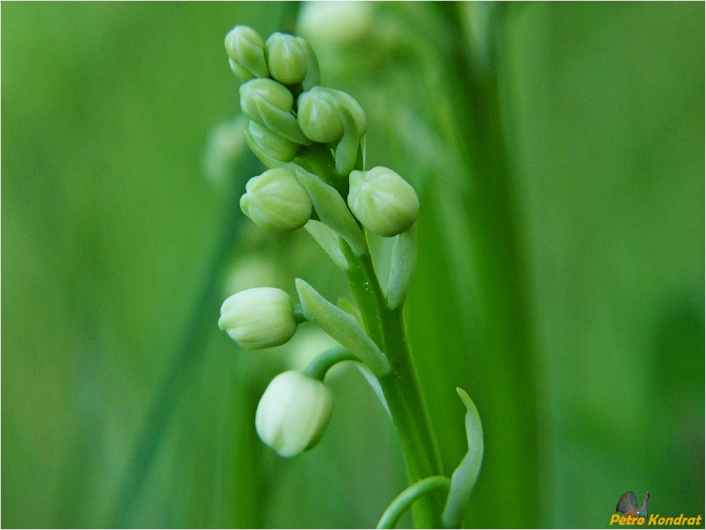 Изображение особи Convallaria majalis.