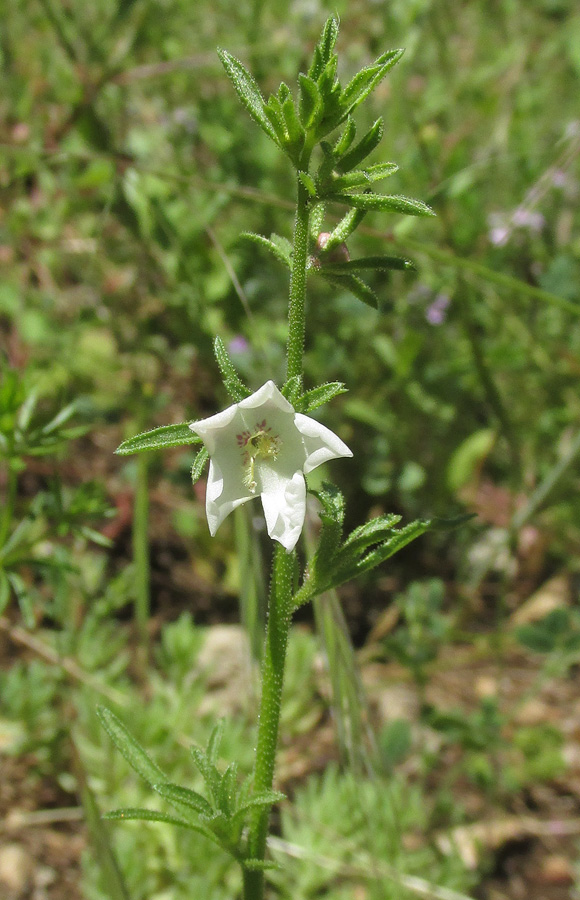 Изображение особи Verbascum orientale.