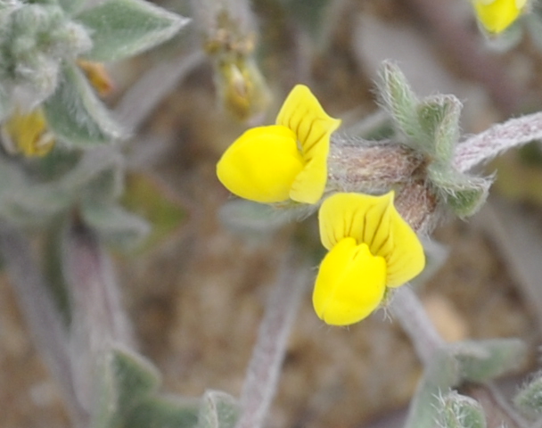 Image of Lotus halophilus specimen.