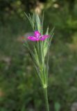 Dianthus armeria. Верхушка цветущего растения. Крым, окр. Алушты, окраина с. Виноградное, граница дубового леса и кедровых посадок. 4 июня 2017 г.