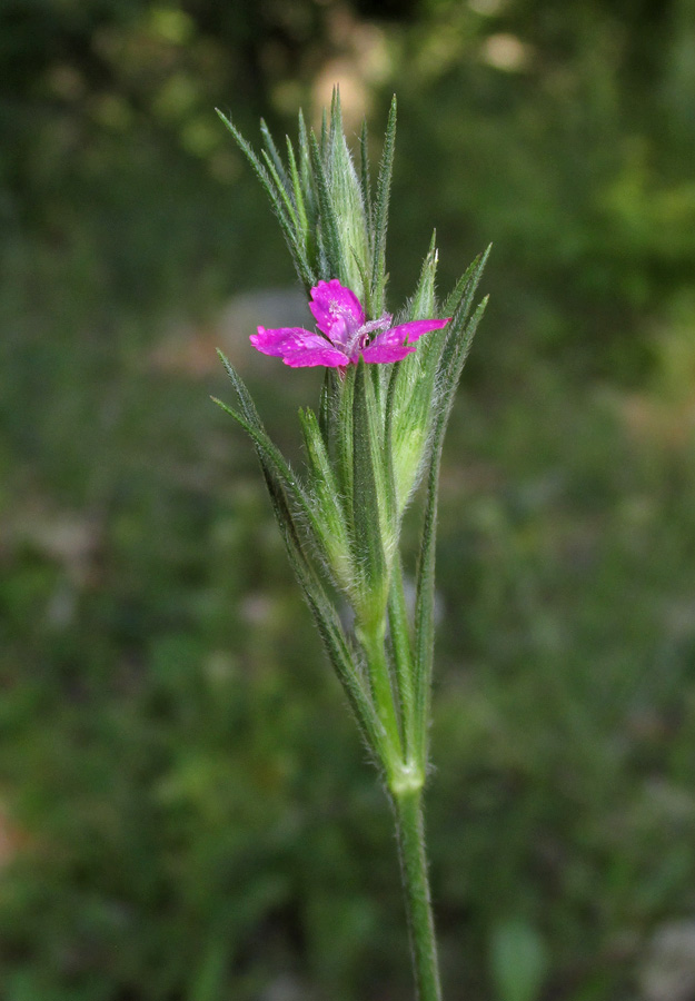 Изображение особи Dianthus armeria.