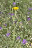 Inula oculus-christi