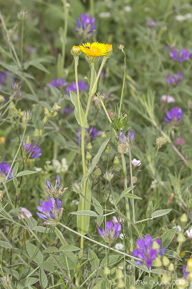 Изображение особи Inula oculus-christi.