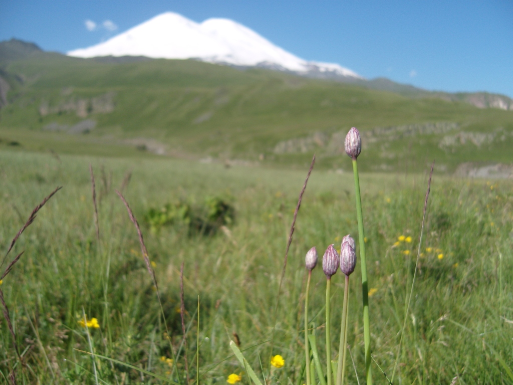 Изображение особи Allium schoenoprasum.