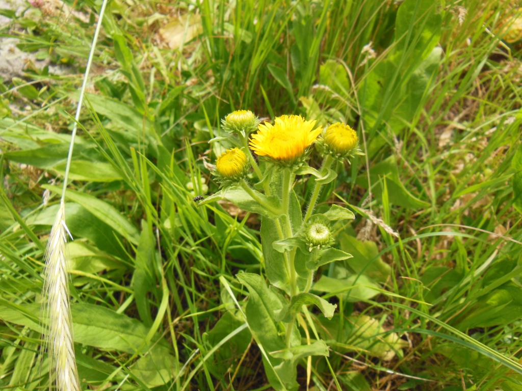 Изображение особи Inula britannica.