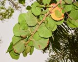 Coccoloba uvifera