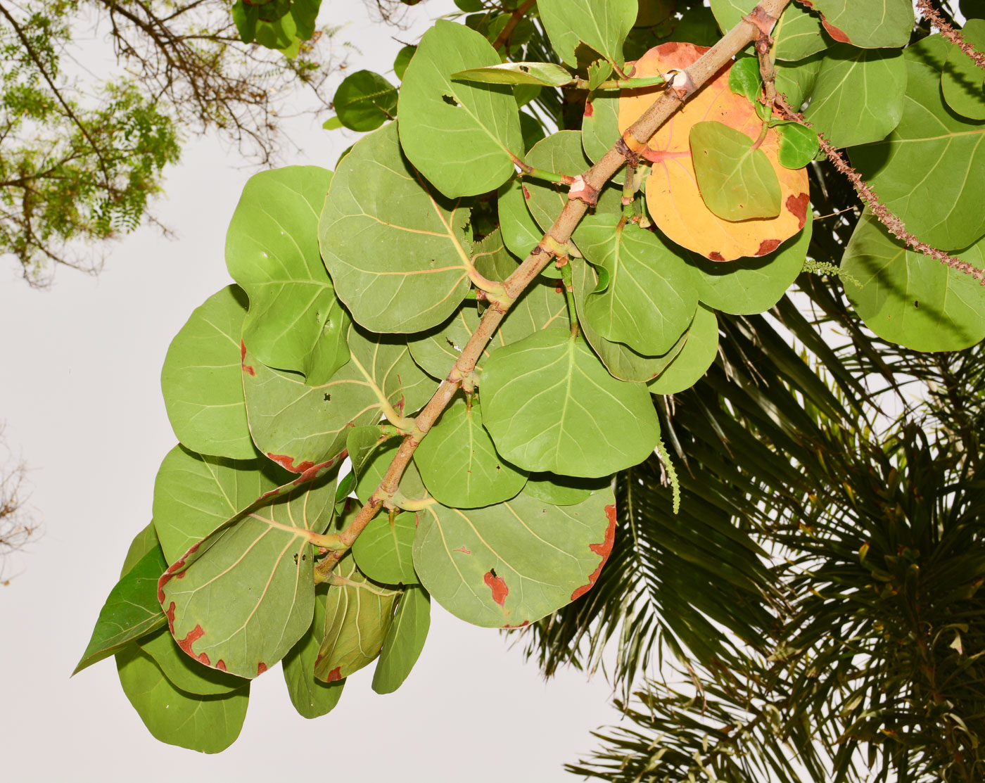 Image of Coccoloba uvifera specimen.