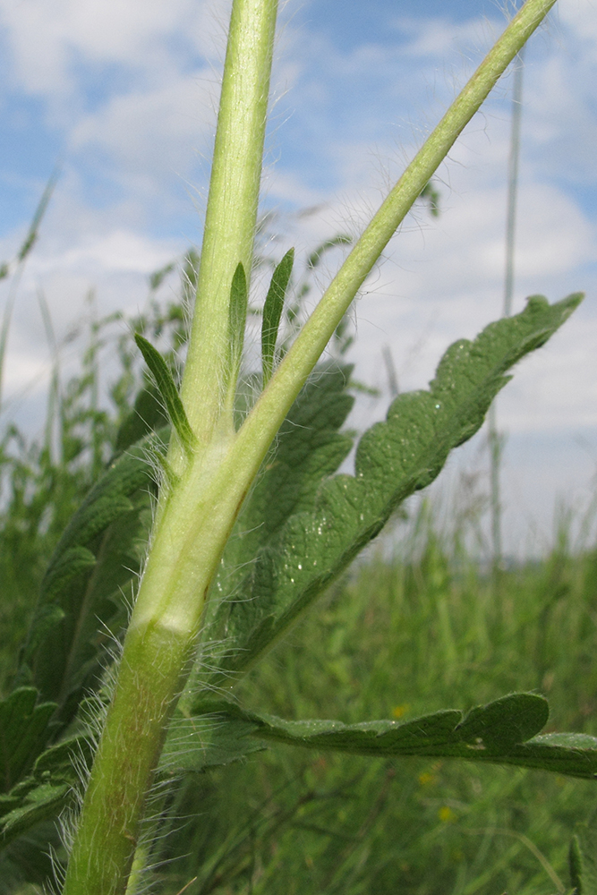 Image of genus Potentilla specimen.