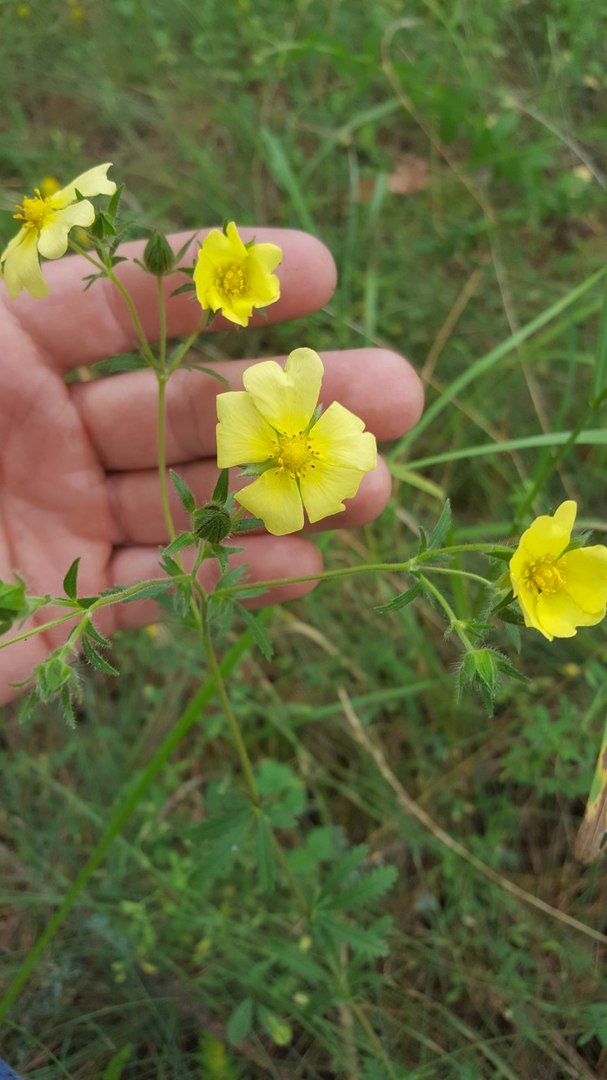 Изображение особи род Potentilla.