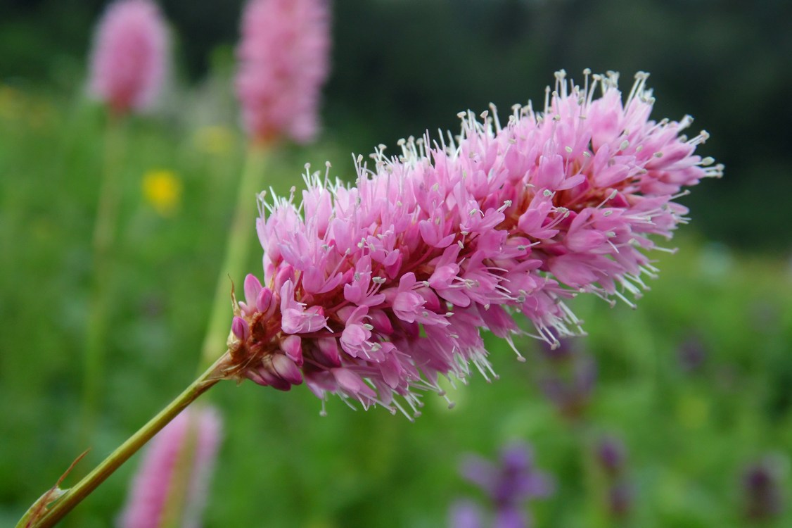 Изображение особи Bistorta carnea.