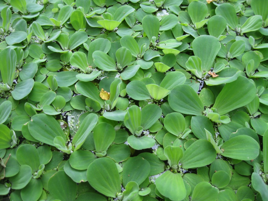 Image of Pistia stratiotes specimen.