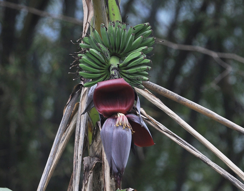 Image of genus Musa specimen.