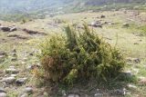 Juniperus oblonga. Вегетирующее растение на каменистом склоне. Грузия, край Самцхе-Джавахети, окр. с. Чобарети, 1390 м н.у.м. 02.05.2017.