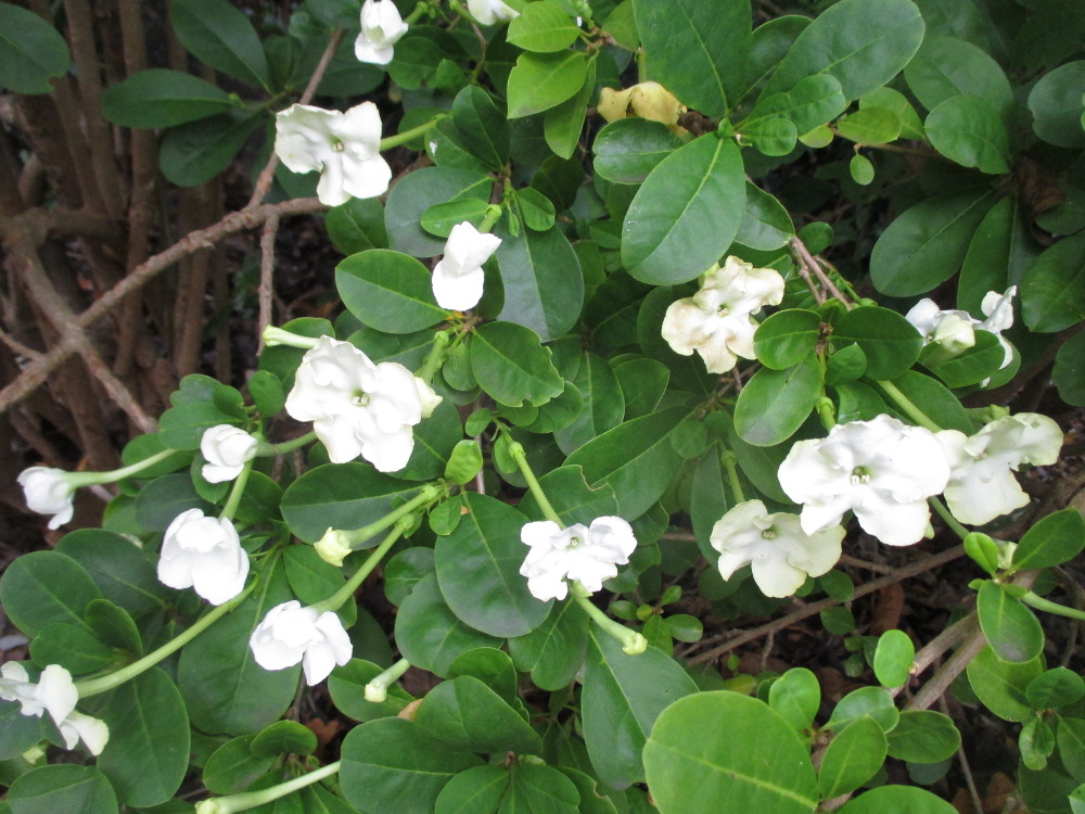 Image of Brunfelsia americana specimen.