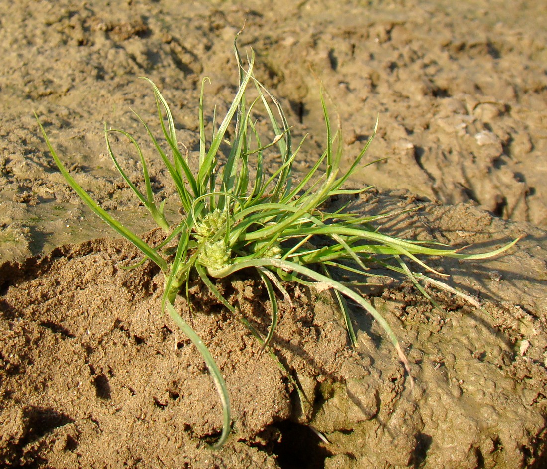 Изображение особи Cyperus michelianus.