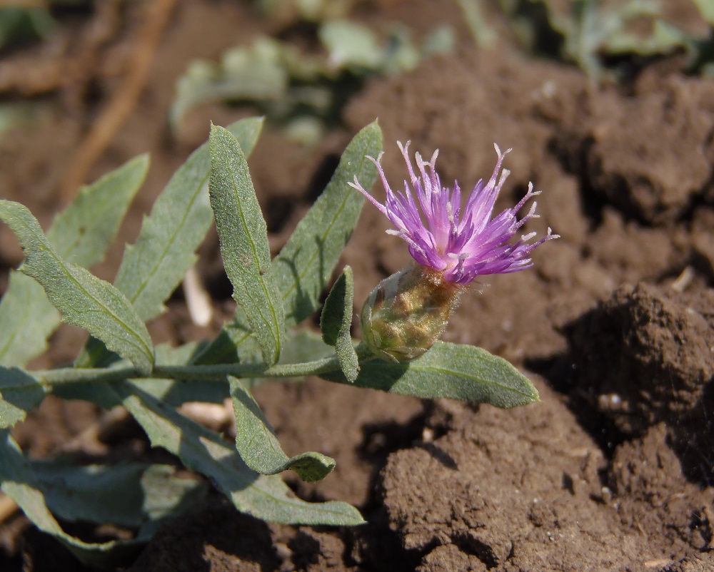 Image of Acroptilon repens specimen.