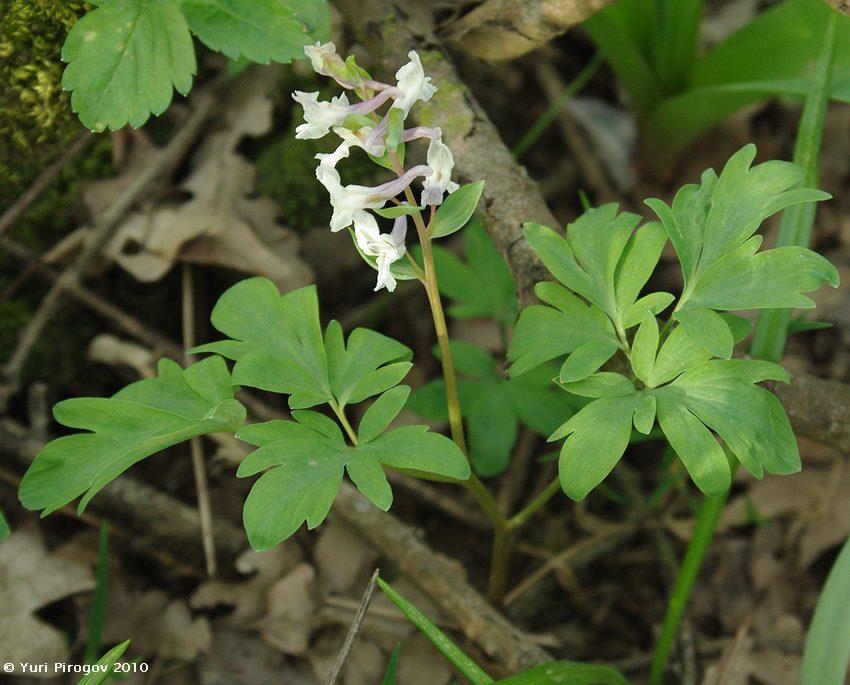 Изображение особи Corydalis marschalliana.