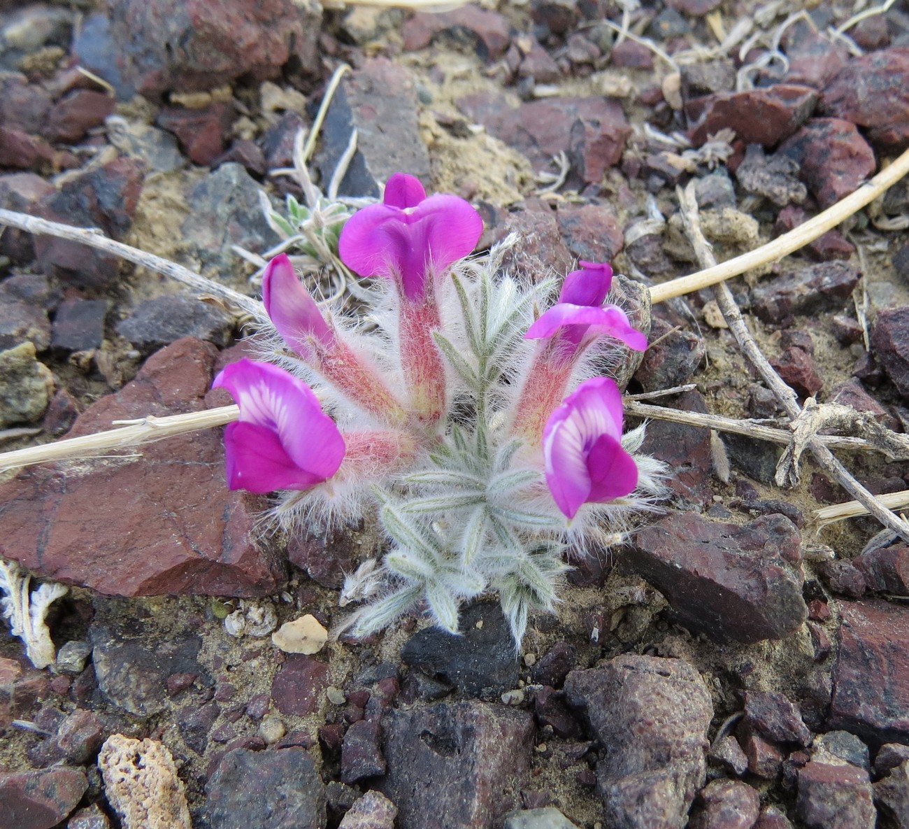 Image of Oxytropis stenophylla specimen.