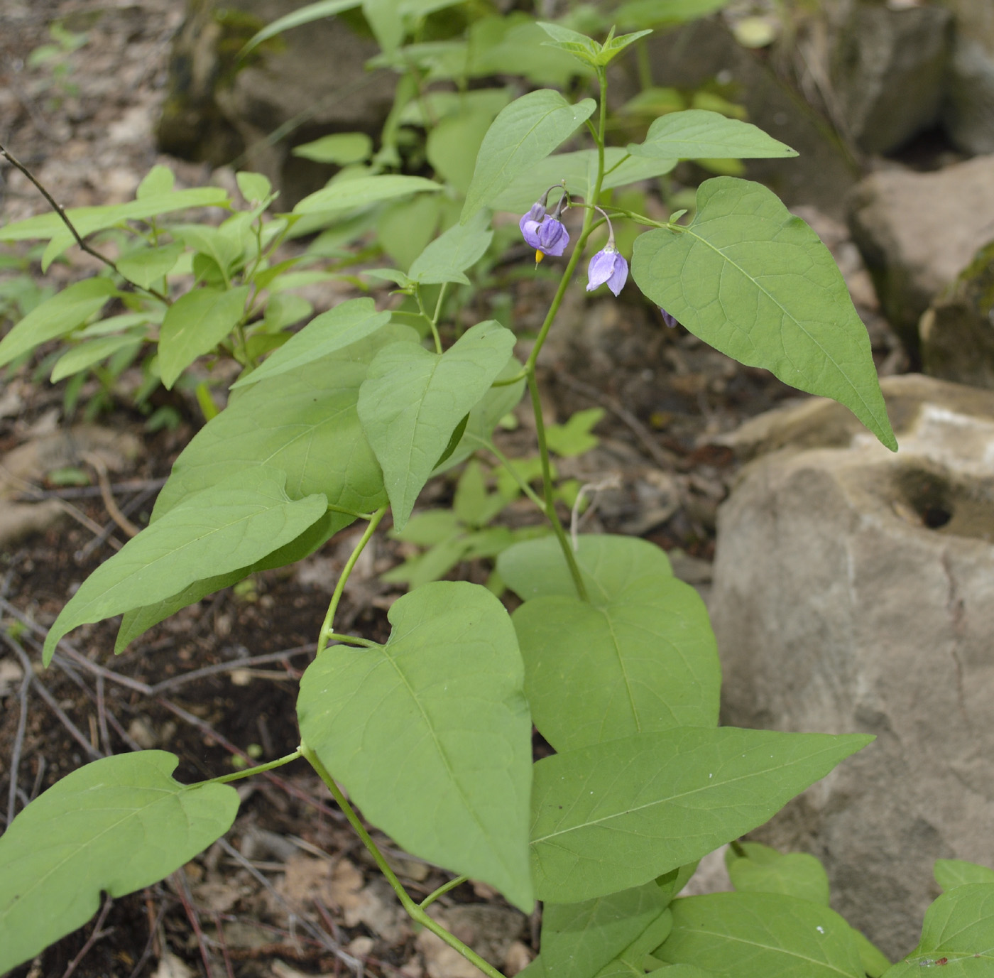 Изображение особи Solanum dulcamara.