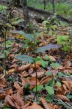 Epipactis helleborine