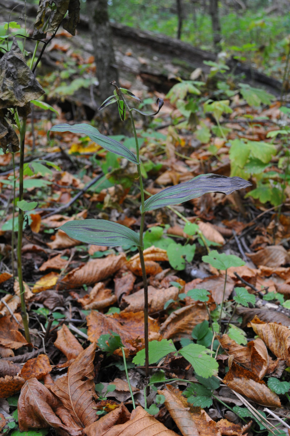 Изображение особи Epipactis helleborine.