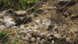 Deschampsia cespitosa. Верхушка плодоносящего растения. Адыгея, Кавказский биосферный заповедник, Фишт-Оштенский массив, восточный отрог горы Оштен, ≈ 1850 м н.у.м., каменистое русло горного ручья. 03.10.2015.
